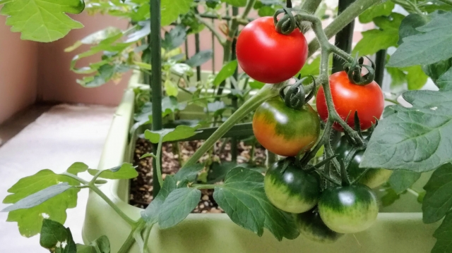 水耕栽培で育てられる野菜の種類