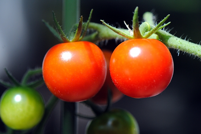 トマトで手軽に野菜作り