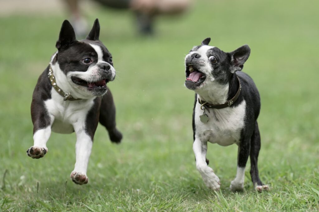 ベランダでドッグランの作り方｜犬の幸せを考える