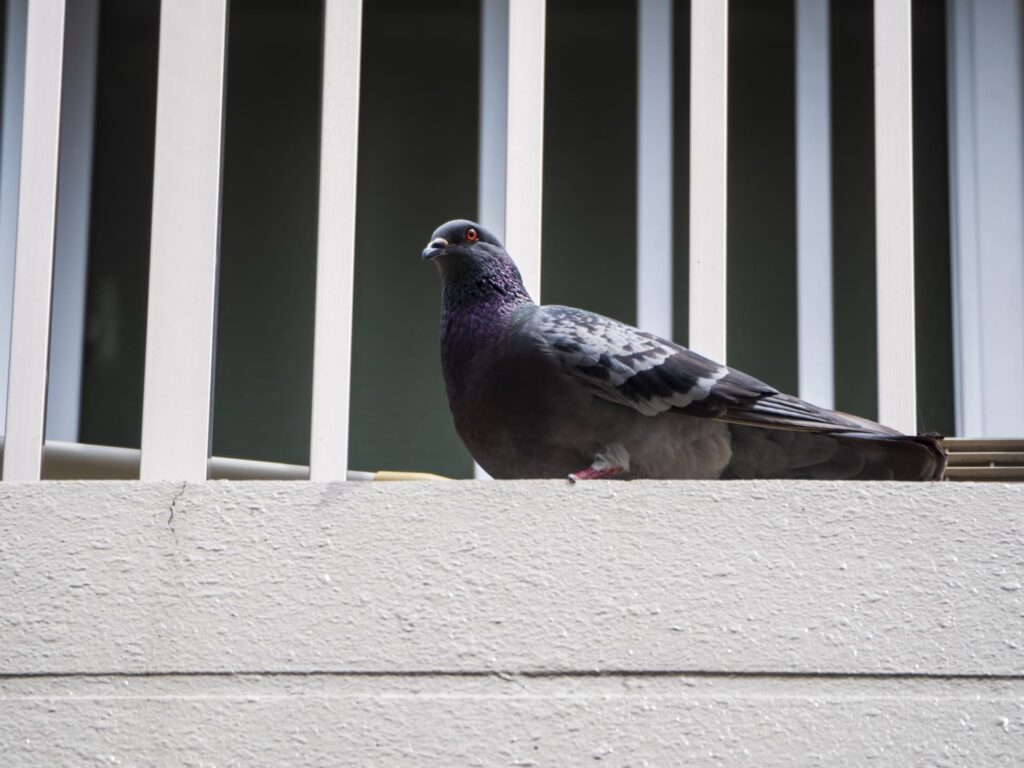 ベランダの鳩よけにネットを取り付ける方法｜プロが教えるコツ